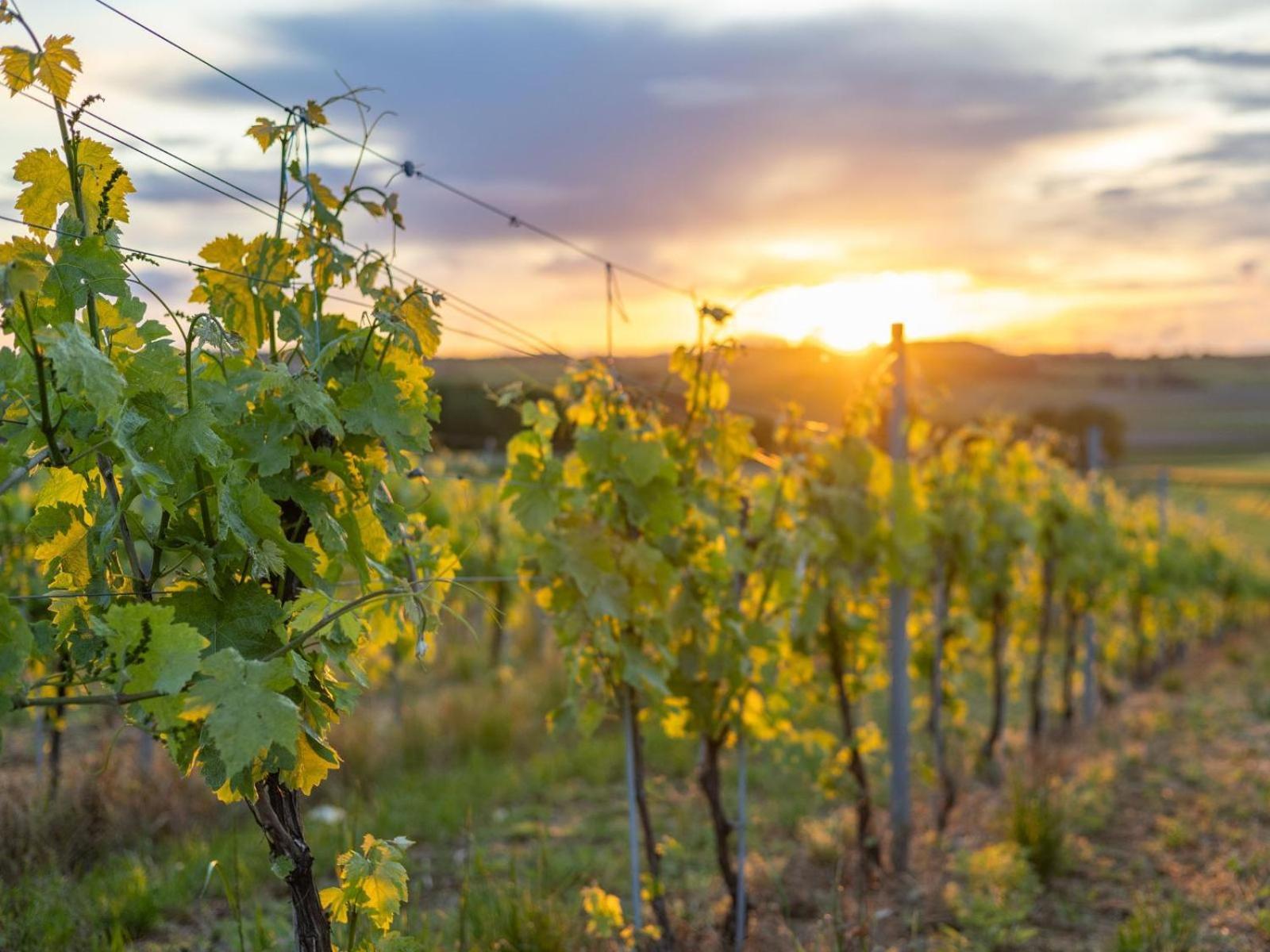 Paradis Des Vignes Birac  客房 照片